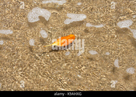 Eine bunte orange Blatt schwebt im seichten Wasser an der Laune der Gezeiten. Stockfoto