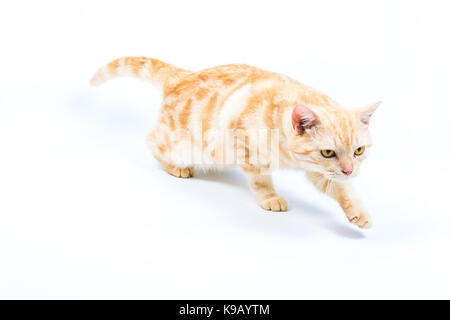 Cute American Shorthair Katze auf weißem Hintergrund Stockfoto