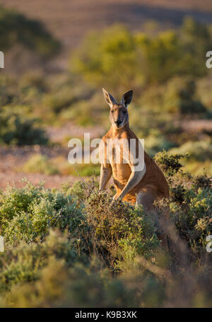 Männliche rote Känguru (Macropus rufus), Sturt National Park, Outback NSW, Australien Stockfoto