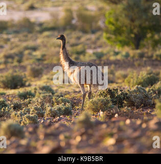 Emus (Dromaius novaehollandiae) im Outback NSW, Australien Stockfoto