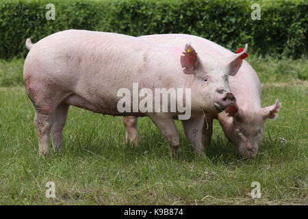 Schweine Landwirtschaft die Zucht in animal farm ländliche Szene. Pink Pig weiden auf der Wiese. Junge einheimische Rasse Schwein auf natürliche Umwelt Stockfoto