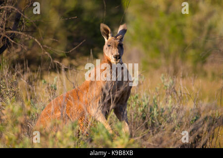 Männliche rote Känguru (Macropus rufus), Mutawintji National Park, Outback NSW, Australien Stockfoto