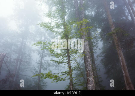 Tiefen Nebel im Pinienwald und Stockfoto