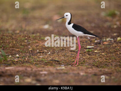 White-headed Stelzenläufer (Himantopus leucocephalus), auch bekannt als Black-winged Stelzenläufer, NSW, Australien Stockfoto