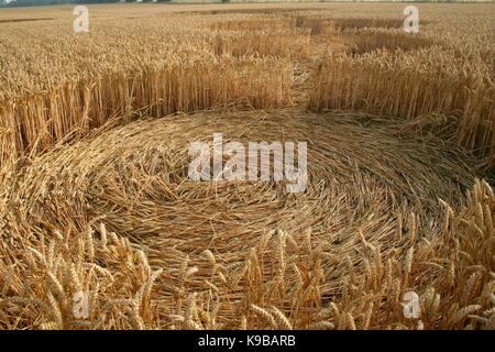 In der Nähe des Crop Circle in abgeflachten Weizen oder Gerste in Wiltshire Felder Stockfoto