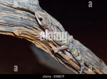 Marmorierte samt Gecko (Oedura marmorata), Queensland, Australien Stockfoto