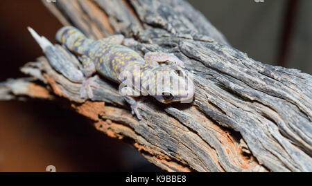 Marmorierte samt Gecko (Oedura marmorata), Queensland, Australien Stockfoto