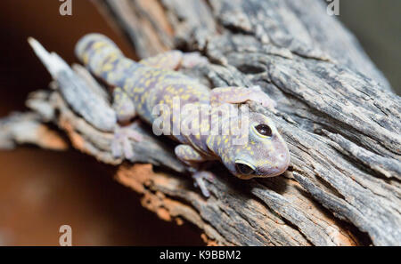 Marmorierte samt Gecko (Oedura marmorata), Queensland, Australien Stockfoto