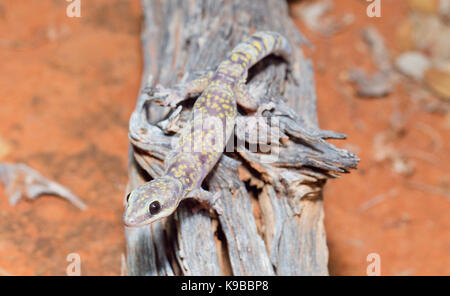 Marmorierte samt Gecko (Oedura marmorata), Queensland, Australien Stockfoto