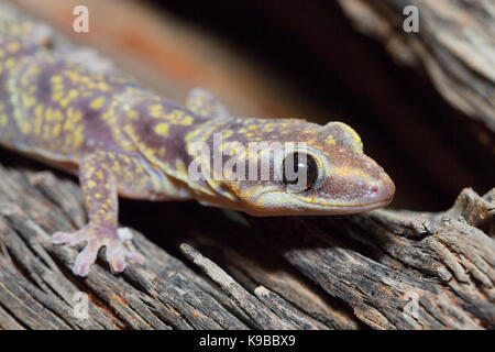 Marmorierte samt Gecko (Oedura marmorata), Queensland, Australien Stockfoto