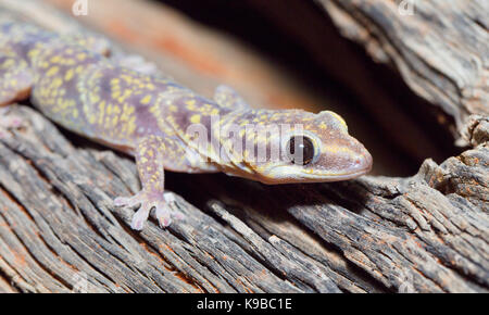 Marmorierte samt Gecko (Oedura marmorata), Queensland, Australien Stockfoto