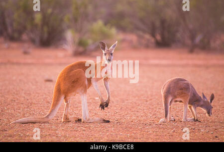 Rote Känguru (Macropus rufus) im Outback von Queensland, Australien Stockfoto