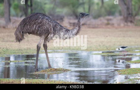 Emu (Dromaius novaehollandiae), Outback Queensland, Australien Stockfoto