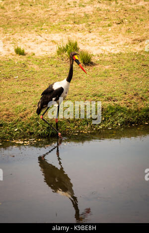 Sattel-billed Stork (ephippiorhynchus senegalensis) neben River, Südafrika, Krügerpark Stockfoto