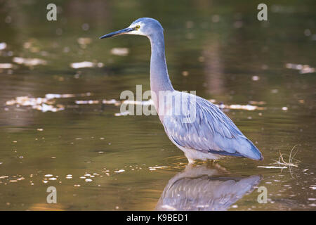 Weiß - in einem Fluss in der Dämmerung konfrontiert Heron (Egretta novaehollandiae), Royal National Park, NSW, Australien Stockfoto