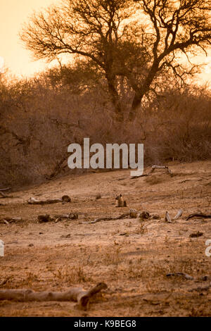 Hyäne liegen in der Savanne bei Sonnenuntergang, Krüger Nationalpark, Südafrika, Afrika Stockfoto