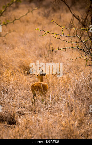 Steinböckchen versteckt sich in der Savanne von Südafrika, Krüger Nationalpark, Südafrika Stockfoto