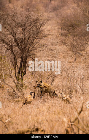 Hyänen und Geier mit Beute in der Savanne, Krüger Nationalpark, Südafrika, Afrika Stockfoto