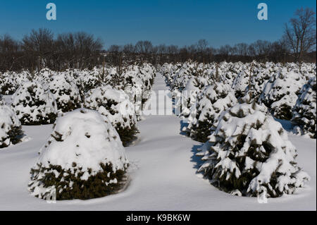 Schnee bedeckt WEIHNACHTSBÄUME, LANCASTER PENNSYLVANIA Stockfoto