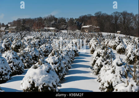 Schnee bedeckt WEIHNACHTSBÄUME, LANCASTER PENNSYLVANIA Stockfoto