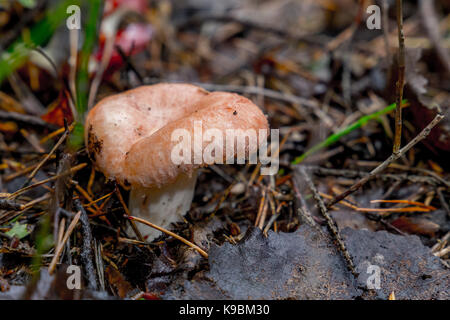 Lactarius torminosus in Nahaufnahme Stockfoto