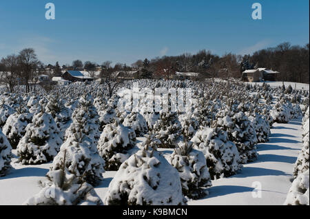 Schnee bedeckt WEIHNACHTSBÄUME, LANCASTER PENNSYLVANIA Stockfoto