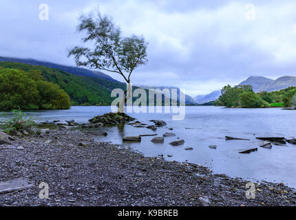 Einsamer Baum Stockfoto