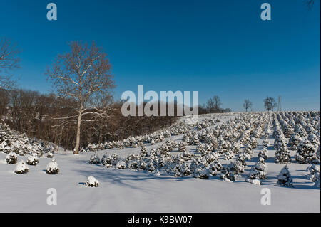 Schnee bedeckt WEIHNACHTSBÄUME, LANCASTER PENNSYLVANIA Stockfoto