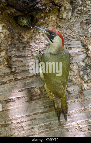 Grünspecht / Grünspecht (Picus viridis), füttern ihre jungen Küken im Nest hole, Europa. Stockfoto