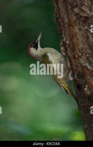 Grünspecht / Grünspecht (Picus viridis), thront auf einem Baumstamm, festhalten, in typischer Pose, Europa. Stockfoto