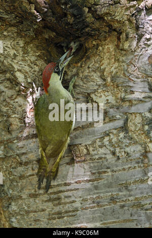 Grünspecht / Grünspecht (Picus viridis), Fütterung der Jungfische/Küken/Junge im Nest hole, Europa. Stockfoto