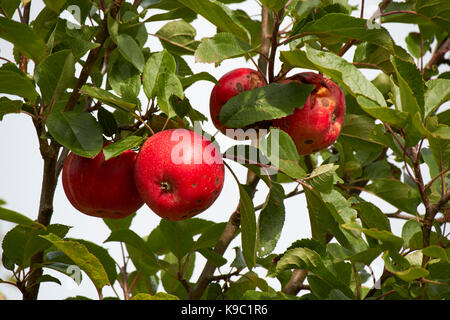 Marken und Aufteilung auf heimische Entdeckung Äpfel in einem Garten in Großbritannien Stockfoto