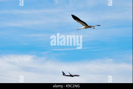 Ein Weißstorch, Ciconia ciconia, Migration über die Maltesischen Inseln. Vogel ist im Flug mit Ryanair Flugzeug im Hintergrund in die entgegengesetzte Richtung. Stockfoto