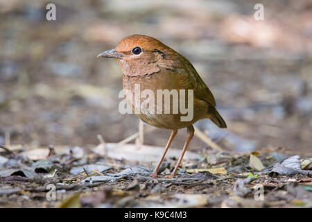 Weibliche Rusty-naped Pitta (Pitta oatesi), Doi Ang Khang, Thailand Stockfoto