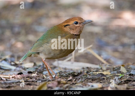 Weibliche Rusty-naped Pitta (Pitta oatesi), Doi Ang Khang, Thailand Stockfoto