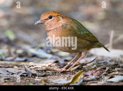 Weibliche Rusty-naped Pitta (Pitta oatesi), Doi Ang Khang, Thailand Stockfoto