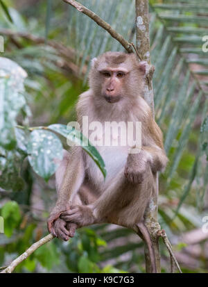 Northern Schwein-tailed Makaken (Macaca leonina), Khao Yai Nationalpark, Thailand Stockfoto