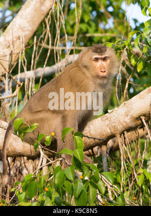 Northern Schwein-tailed Makaken (Macaca leonina), Khao Yai Nationalpark, Thailand Stockfoto