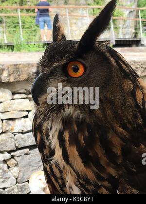 Greifvögel nach eurasischen Eule in cromford, Derbyshire Stockfoto