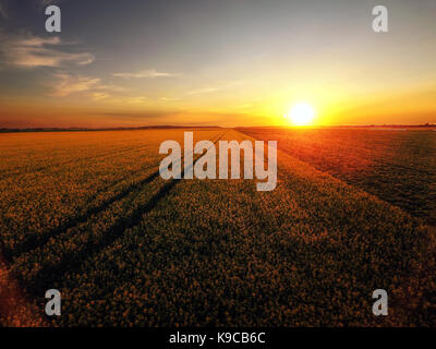 Sonnenuntergang über Rapsfeld in voller Blüte Stockfoto