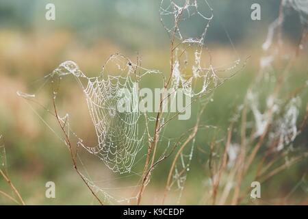 Herbst in der Natur. Spinnennetz auf Blume mit Morgentau-selektiven Fokus abgedeckt Stockfoto