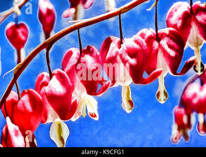 Rot blutenden Herzen Blüten "Lamprocapnos californica ''Dicentra Californica'. Foto in Software manipuliert, wie ein solft angezeigt werden, einfügen Stockfoto