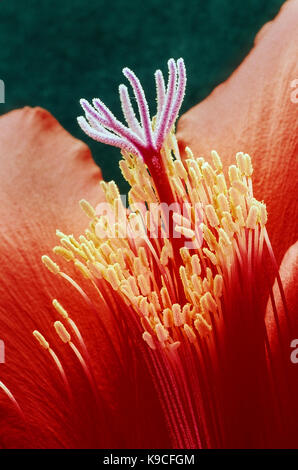 Nahaufnahme einer Rote Orchidee Kakteen blühen, Epiphyllum ackermannii. Stockfoto