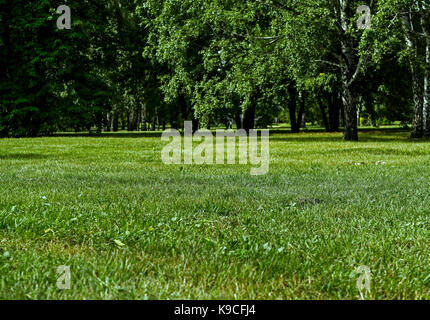 Park Rasen. Grünen rasen. Park Landschaft. Park Hintergrund. Natur Hintergrund. Park Grasnarbe. Grüne Grasnarbe. Stockfoto