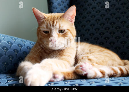 Fand dieses kleine Kätzchen, die Festlegung auf einen Stuhl und schaute er in Nizza nicht ein Foto zu machen. Er ist der Fürst des Hauses. Stockfoto