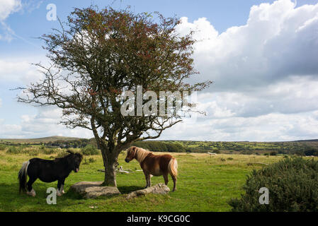 Ponys auf Bodmin Moor durch Baum Stockfoto