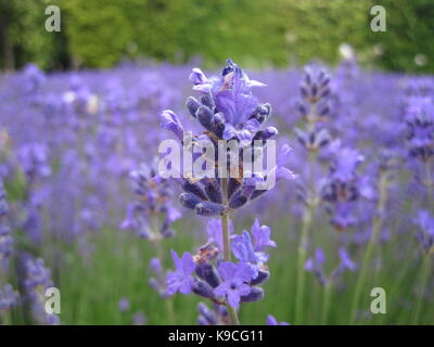 Makro de Flor de alfazema, lavanda Stockfoto