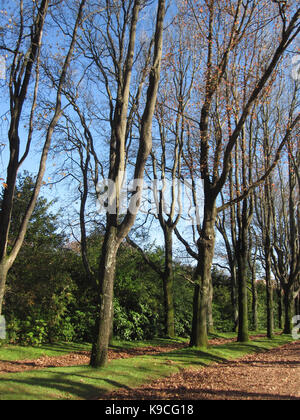 Árvores sem folhas em jardim de Serralves Stockfoto