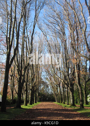 Árvores sem folhas em jardim de Serralves Stockfoto