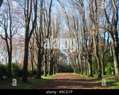 Árvores sem folhas em jardim de Serralves Stockfoto